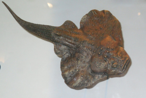 Gemuendina Fossil and model both on display at the American Museum of Natural History, NYCModel crea