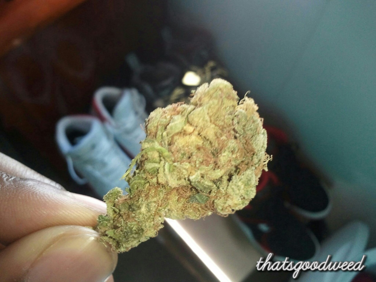 thatsgoodweed:  My beautiful Sour Sativa.ThatsGoodWeed. 