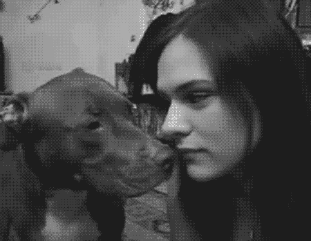 buckerz101:   thaddeusgrey: you see guys? Pitt bulls are vicious monsters! Look at this animal, blatantly attacking this poor girl’s face!  OHHH THE HORROR!! 