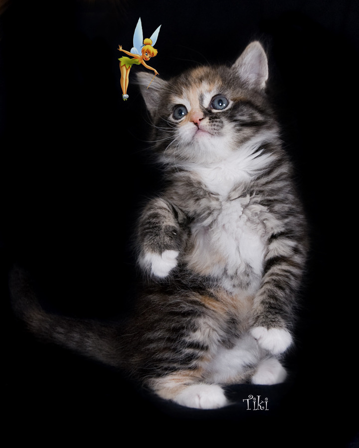 “Funny birdie! I can haz funny birdie, please??”
Photo by ©Chris Hembree