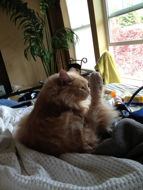 lordofthefeels:  itsjeremiah:  my cat has a question as you can see by his raised foot  “can I go to the bathroom?” 