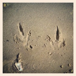 Bald Eagle claws on the beach (Taken with