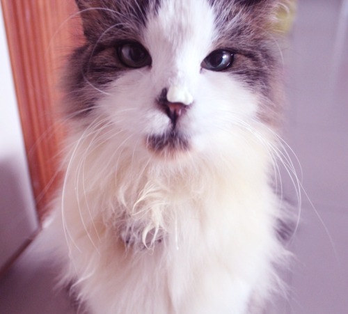 mrfoxthecat:  GuiltyCrime: Sneaky yoghurt consumption  Which made me google and discover that yoghurt is recommended for consumption for cats! Its live and active cultures boost the immune system and also promote healthy digestion and intestinal flora.