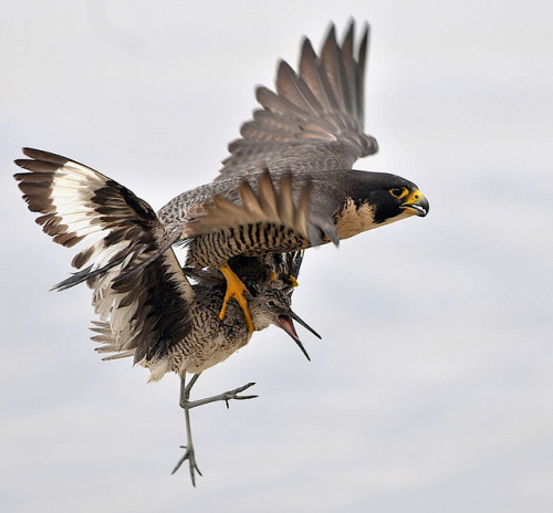 XXX fairy-wren:  peregrione falcon with willet photo