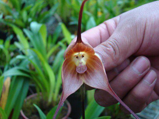 decentlife:  climateadaptation:   The Monkey orchid (Orchis simia) found in Ecuador