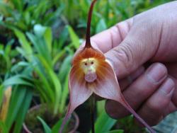 decentlife:  climateadaptation:   The Monkey orchid (Orchis simia) found in Ecuador (via okjol).  Stunning.  ich hoffe sehr für deutschlands klima, dass es zulässt, dass ich diese blume anpflanze, denn sonst muss ich leider auswandern. OH GOTT DER