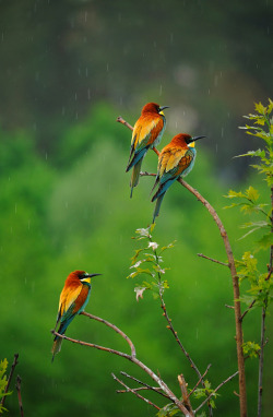 earth-song:  Rain day by Канциренко