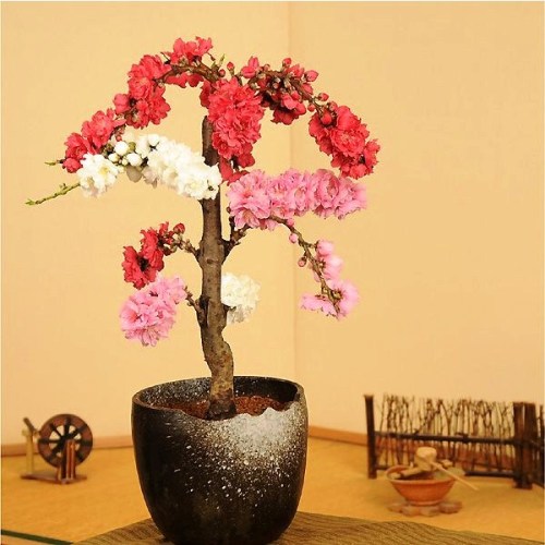 “Peach flowers and wisteria” bonsai in Japan. #Japan #bonsai #kawaii