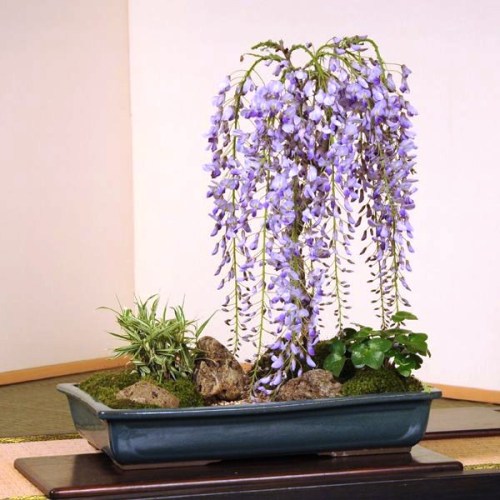 &ldquo;Peach flowers and wisteria&rdquo; bonsai in Japan. #Japan #bonsai #kawaii