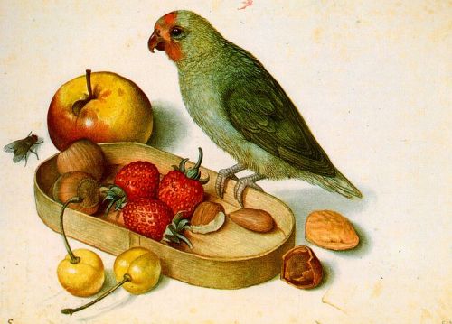 oldroze:Georg Flegel , Still-life with Pygmy ParrotGeorg Flegel (1566 - 23 March, 1638, Frankfurt-am