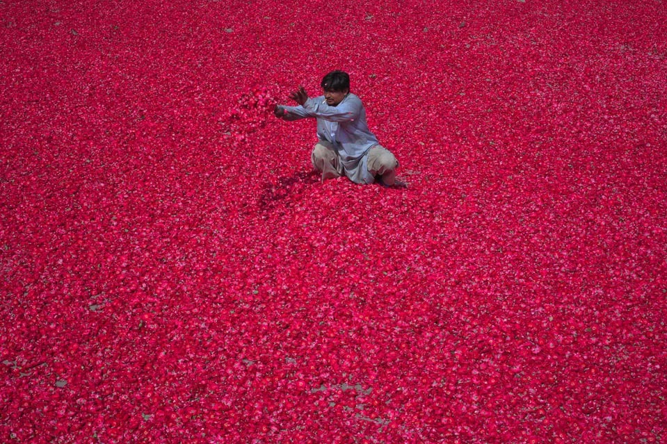 fotojournalismus: A man spread rose petals, which will be used to make incense sticks,