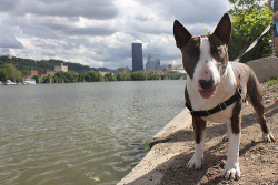 mybullterrier:  Just before I made him cry… (by pghjame43) 