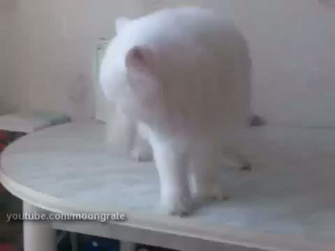 catp0rn:  videohall:  Cat vs. Slippery Table adult photos