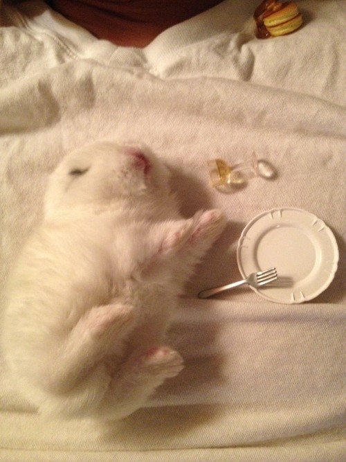 littlemissmutant: This bunny is enjoying an elegant meal atop the body of her fallen enemy.