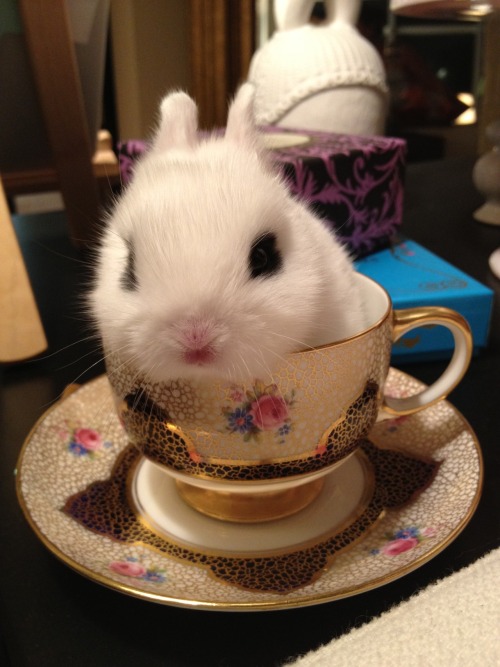 littlemissmutant: This bunny is enjoying an elegant meal atop the body of her fallen enemy.