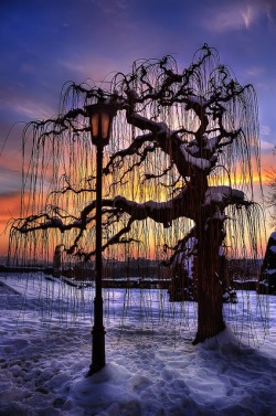 bluepueblo:  Sunset Tree, Belgrade, Serbia