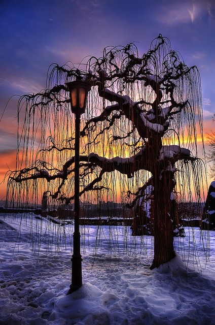 bluepueblo:  Sunset Tree, Belgrade, Serbia photo via janet 