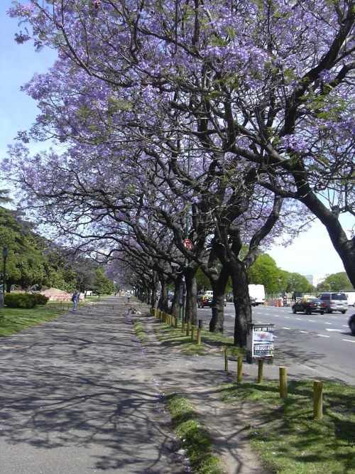 Purple haze en las calles de B.A. Source: (Zacapatista 2008)