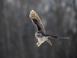 I want to be a ural owl and fly around and wink at people