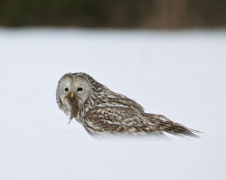 &ldquo;yeah, that&rsquo;s right, bitch,&rdquo; said the ural owl