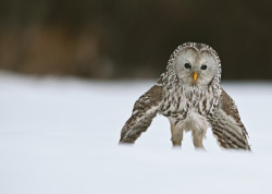 this one thinks he&rsquo;s a person but he&rsquo;s not he&rsquo;s even better he&rsquo;s a ural owl. 