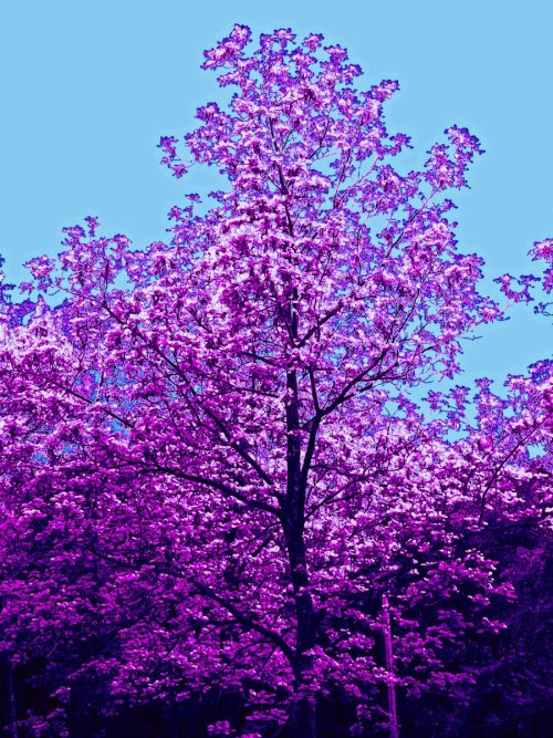 pyrrhic-victoria:  Flower Tree by *PyrrhicV 
