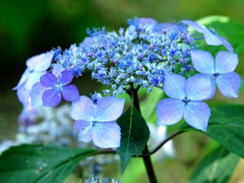 Japanese hydrangea.