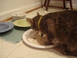 kitty Tigger is the cutest at eating food.