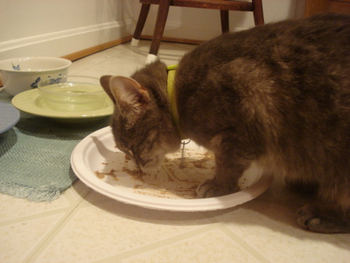 kitty Tigger is the cutest at eating food.