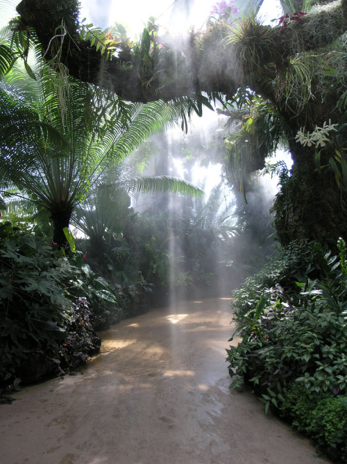 tropiqua-l:☯️ Q’d jungle/tropical blog ☯️