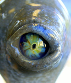 opalrae4:  Hand blown glass eyes. SO GORGEOUS!    Ooooohooooohoooooo!