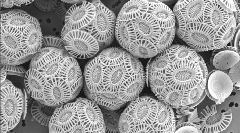 Breathing? Thank some plankton. Enormous amounts of coccolithophore, a type of plankton, die fr