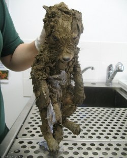 cairo-coat:  the-little-witch:  starvedforjustice:  unholykingofkings:   Young fox rescued from deep mud at urban building site where it was found fighting for life in a hole | Mail Online  baby  *dead*  Baby!  fwuffy 