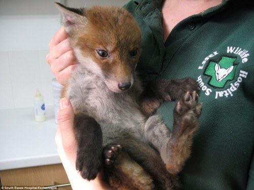 tom-sits-like-a-whore:zubat:unholykingofkings:Young fox rescued from deep mud at urban building site