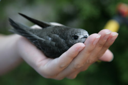 roachpatrol:  angriest little birdling 