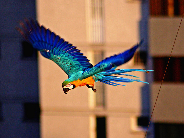 sky60038:  Guak-E by Pankcho on Flickr. 