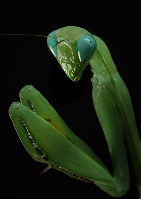 k1mkardashian:alimarko:these praying mantises look like they all have a charming secretthere’s tea t