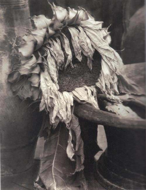 realityayslum: Edward Steichen - Wilted Sunflower, c.1922. … from Edward Steichen: Lives in P