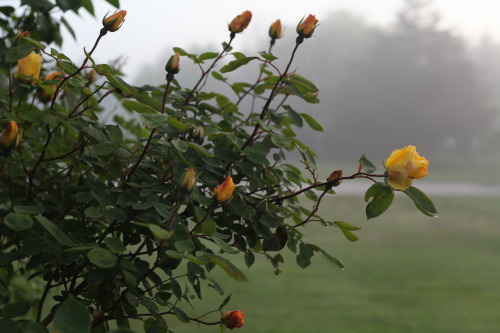 my first yellow rose opened.