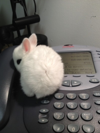 askezzy:I AM SUDDENLY VERY SAD AT THE AMOUNT OF PEOPLE REBLOGGING THAT DEPRESSION POST THIS CALLS FOR BUNNY BUNS SEVERAL OF THEM BUNS TO THE RESCUE LOOK AT THAT FLOOF LOOK HES CALLING FOR CARROTS AND THIS ONE KNOWS HES FABULOUS I FEEL BETTER NOW BYE 