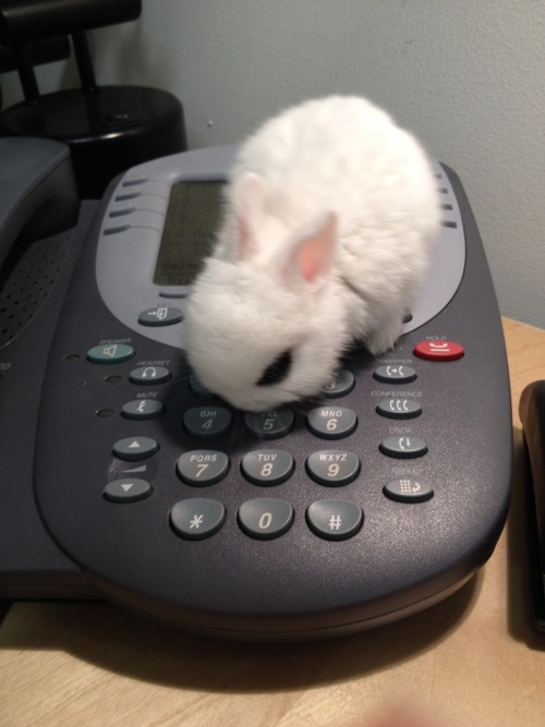 queensimia:kittea-cat:YES HELLOYES I WOULD LIKE TO ORDER ALL THE CARROTSTHANK YOUMan, these dust bun