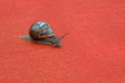 You… My little snail.