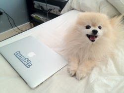 tommypom:  Hai! I really want to go on tumblr,