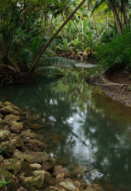 tropicalblxck: tribalgardens: jungle-sorbet: looking for more tropical/jungle blogs to follow and q 