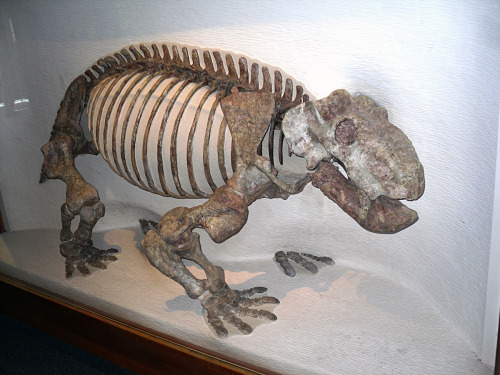 Dinodontosaurus Mounted specimen on display at the Harvard Museum of Natural History Reconstruction 