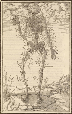  La dissection des parties du corps humain… Paris, 1546. Woodcut. National Library of Medicine. Charles Estienne (1504-ca. 1564) [author] Étienne de la Rivière (d. 1569)  [anatomist] A skeleton with a thin covering of tendons poses before an apocalyptic