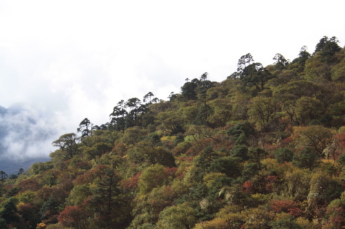 Montane forest…Dolaka district…Nepal..Himalayas Source: (Zacapatista 2009)