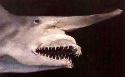 lionessnicki:  slimmcharles:  alwaystheoviereya:  dassitright:  beautilation:   This is the Goblin Shark. Yea, it’s a real shark. Don’t worry; it lives off the coast of Japan in extremely deep waters. Still, look what it can do…   From Wikipedia: They