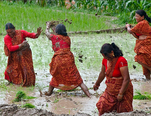 nepal:Rice planting. Nepal