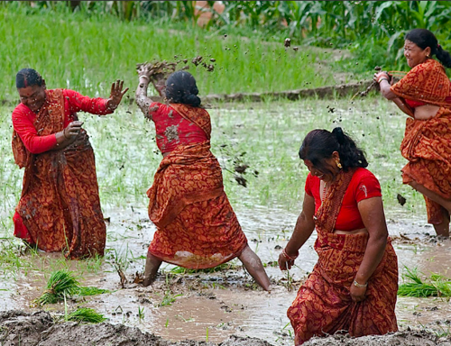 belligerentbagel:opossum-saucem:nepal:Rice planting. NepalVibe checking. NepalI was curious about a 